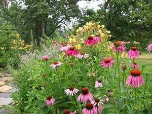 Echinacea Echinacea purpurea This perennial herb is started from seed that needs to have a cold period for best germination.