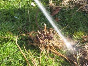 Echinacea purpurea root being