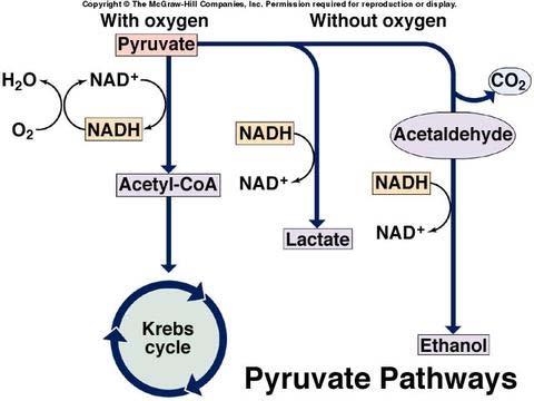 The three common metabolic fates of pyruvate generated by glycolysis: 1.
