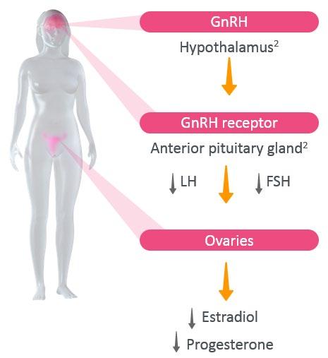 Antagonist Effect: Elagolix Binds Competitively to the GnRH Receptor 1,2 Competes with endogenous GnRH for GnRH receptor occupancy in the anterior pituitary and blocks receptors upon binding, so