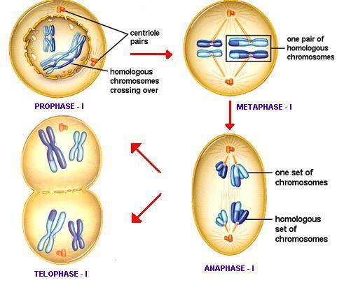 A. Heterotypic division/first meiotic division In the beginning; nucleus swell up by absorbing water from the cytoplasm and nuclear volume increases, it