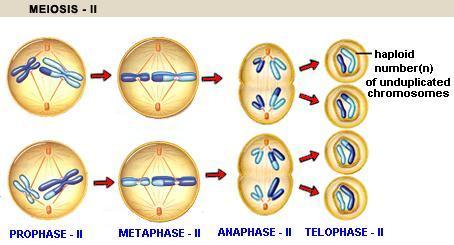 B. Homotypic division of meiosis Second meiotic division/homotypic division: It is actually the mitotic division
