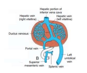 5-With the increase of the placental circulation, a direct communication forms between the left umbilical vein and the right hepatocardiac channel To Form The ductus venosus This vessel bypasses the