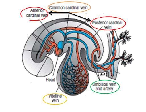 The sinus venosus represent the venous end of the heart It receives 3 veins: 1- Common
