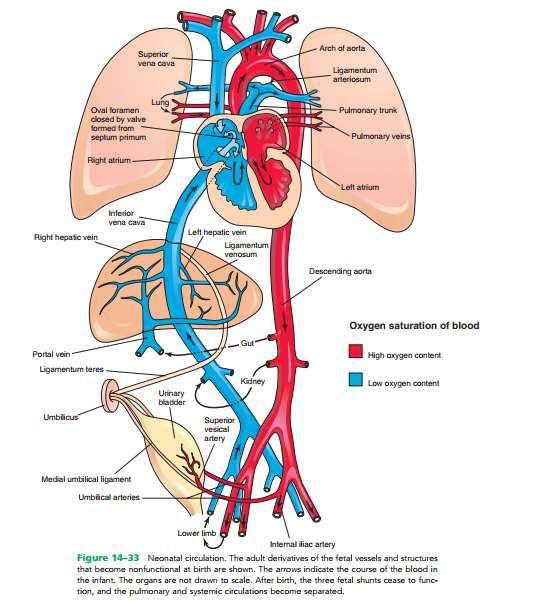 Ligamentum arteriosum ligamentum venosum ligamentum teres