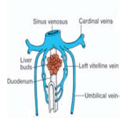 1-The vitelline veins form a plexus around the developing duodenum then it enters the sinus venosus Vitelline Veins