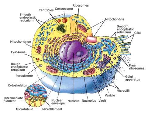 Cytoplasm The entire region