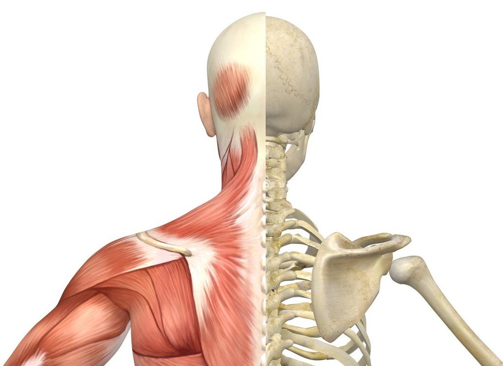 The Muscles Surrounding the Neck Cont How PT Addresses Neck Pain & Problems Arthritis can happen in any joint.