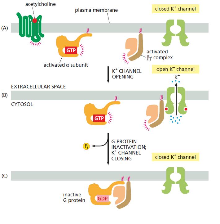 Some GPCRs directly couple