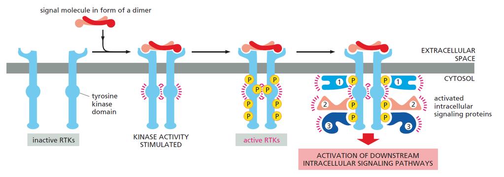 tyrosine kinases (RTKs) and