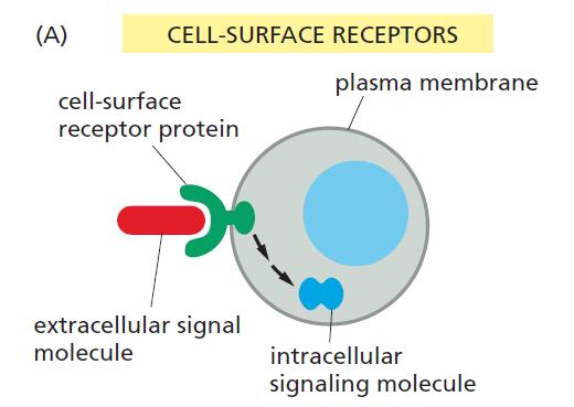 Two distinct ways how extracellular signaling molecules interact with cell s molecules
