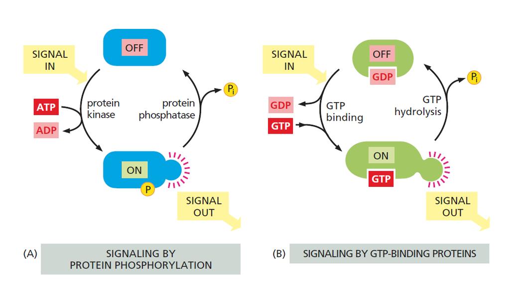 Intracellular signaling proteins can relay, amplify, integrate and distribute the