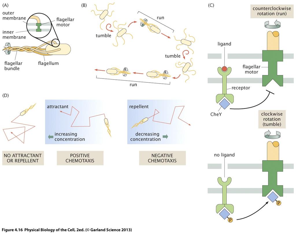 Run and tumble allows bacteria to climb a gradient in a signaling molecule (motor CCW) (motor CW) move in a straight line when in a higher concentration of signaling