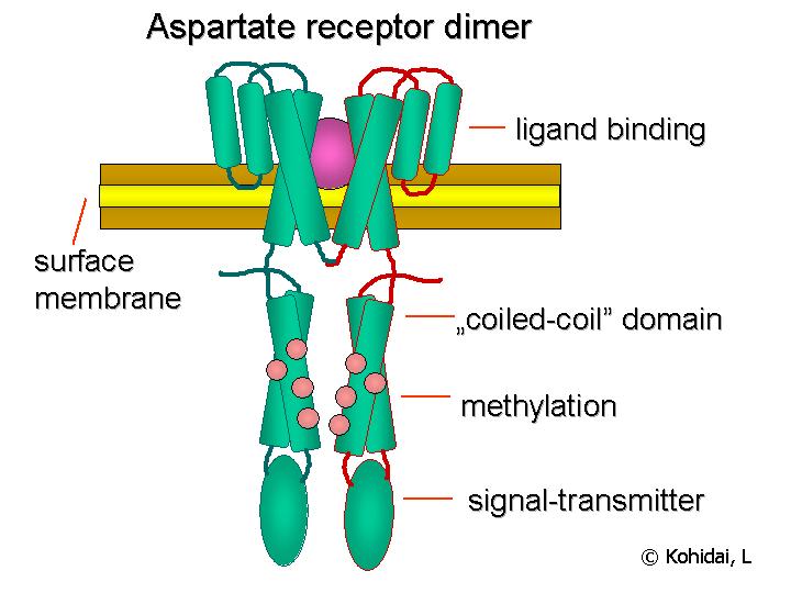 Biophysics 2013 P Z P i R Ligand Wikipedia X Receptor dimer (T 2 ) CheX Figure 1 Illustration of the Escherichia coli chemotaxis signaling pathway.