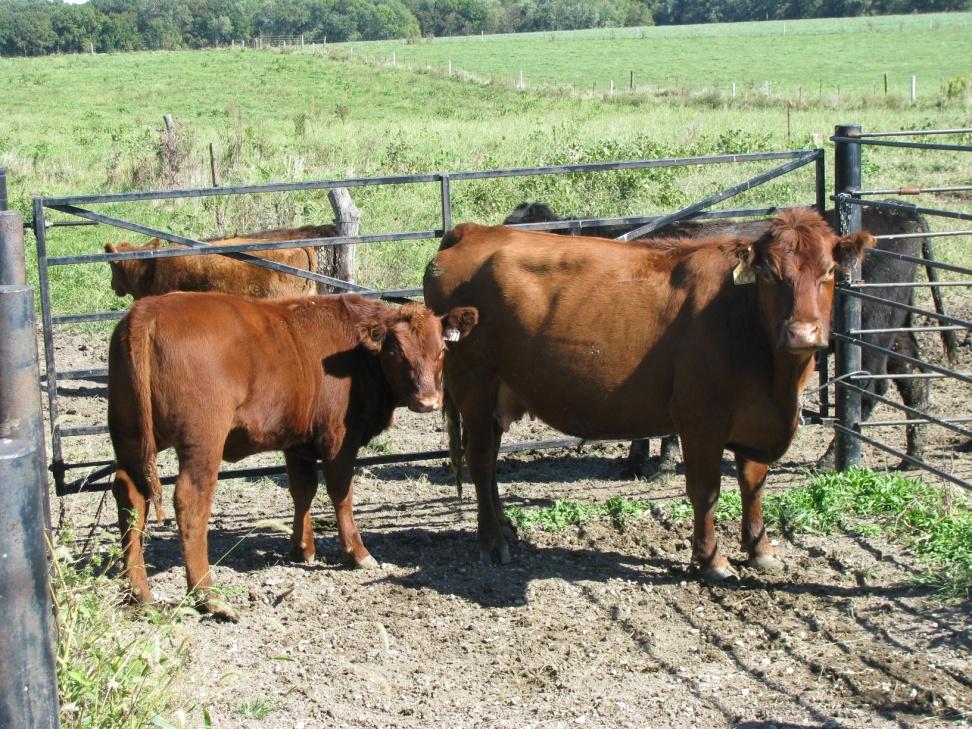 Feeding Strategies Late Lactation Cattle Dry matter intake 2.2 to 2.