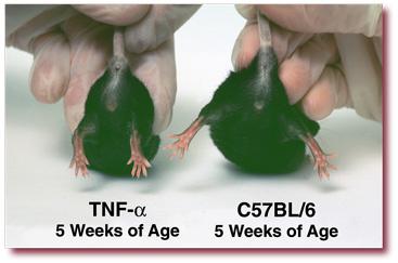 Progressive arthritis in the TNFa mice The