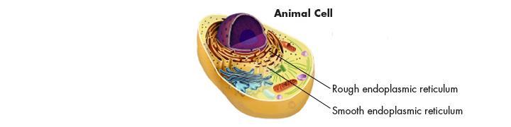 Endoplasmic Reticulum internal membrane system of the cell is known as
