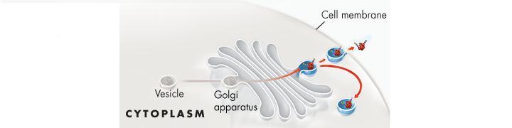 Golgi Apparatus From the Golgi apparatus, proteins are