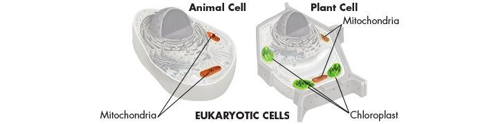 Organelles That Capture and Release Energy The primary source of energy for plants is the SUN Your body cells get energy