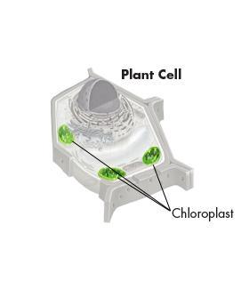 Chloroplasts Plants and some other organisms contain