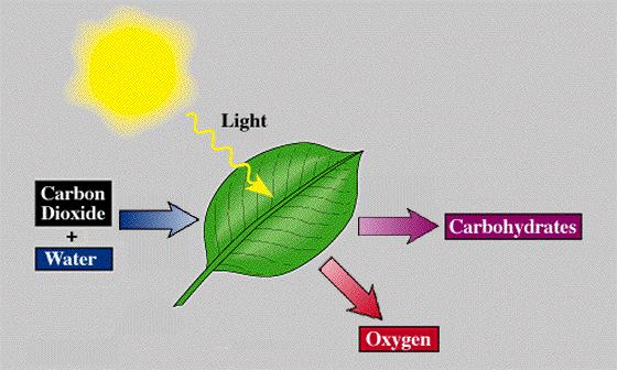 Photosynthesis Photosynthesis process where plants make carbohydrates and oxygen using sunlight energy,