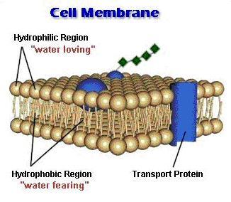 Cellular Boundaries The barrier surrounding the cell is the cell membrane It (1)