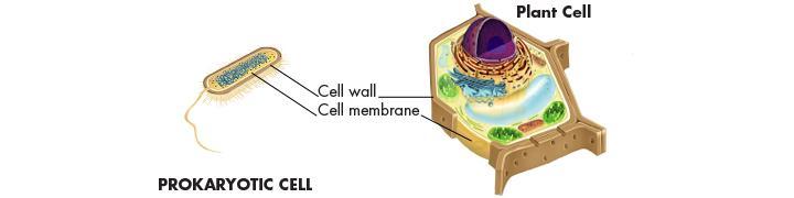 Cellular Boundaries Plant cells and most prokaryotes have a strong supporting layer around the membrane