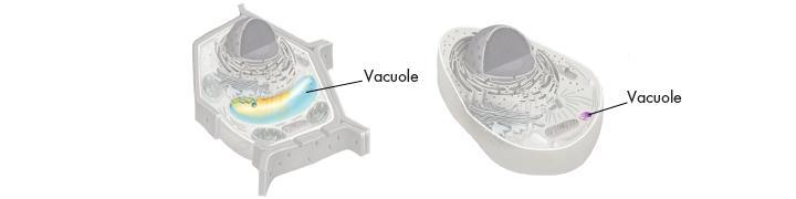 Vacuoles Vacuoles large,