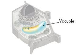 Vacuoles In plant cells the pressure of the vacuole increases their rigidity,