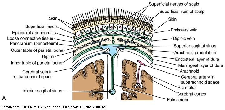 Dura Mater Endosteal layer = periosteum Venous sinuses Meningeal layer