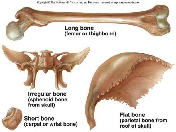 IV. Shapes of Bones A. Long Bones: Longer than wide Shaft with heads on ends Mostly Compact B. Short Bones: Cube like Mostly Spongy C.