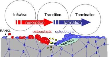 Bone Cells Osteoblasts: bone-forming cells Osteocytes: mature bone cell