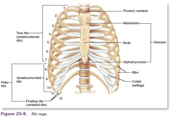 The Rib Cage Sternum Breastplate Forms the front middle portion of the rib cage Joins