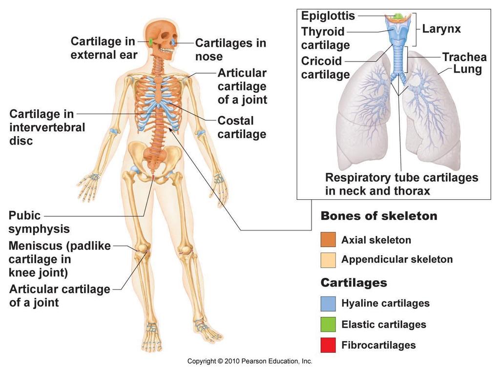 Skeletal System = bones,