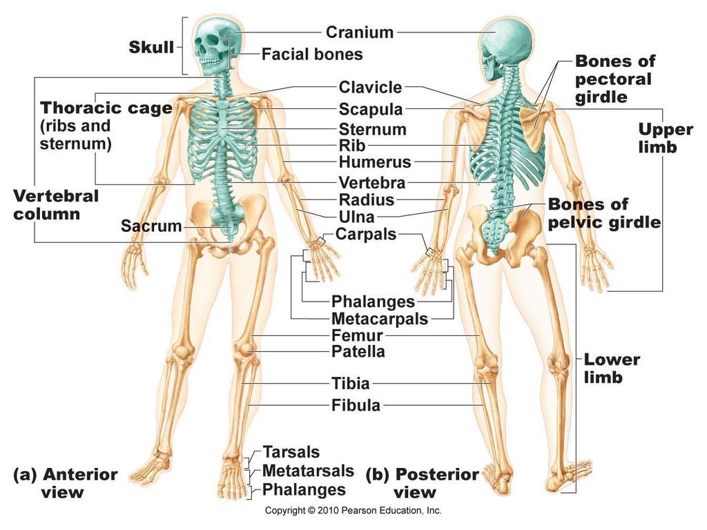 Axial skeleton: long axis (skull, vertebral