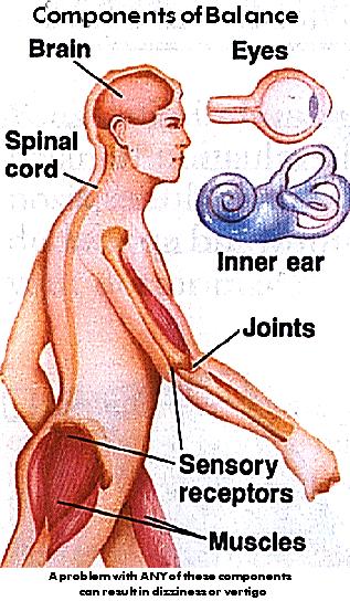 Normal Postural Control Sensory System The somatosensory system provides information about the body with reference to supporting