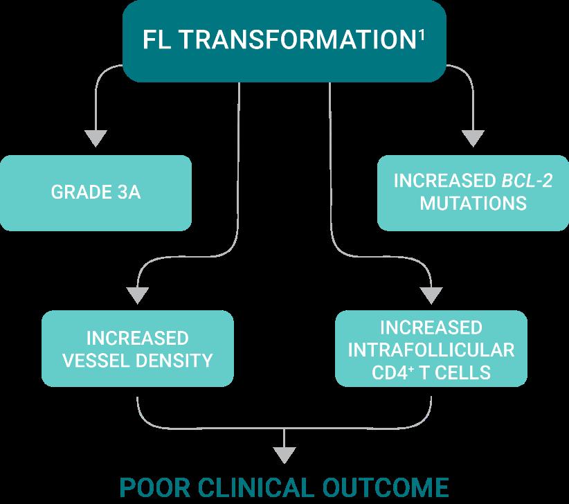 FL POD 24 IS ALSO LINKED TO HISTOLOGICAL TRANSFORMATION Histological transformation is the changing of FL cells on multiple levels through 1 : Change in tumor