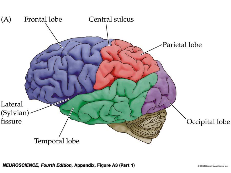 Figure 1.5 Lobes of the human cerebral cortex from Neuroscience - 4ed by Purves, et al.