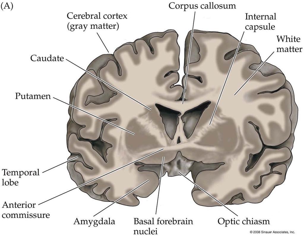 Figure 1.7A White and gray matter in a coronal slice through a human cerebral cortex and underlying basal ganglia. The gray matter consists of neuron somas and dendrites.