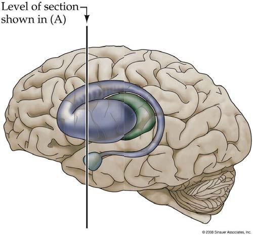 cortex and underlying evolutionarily older brain regions, the putamen of the basal ganglia, caudate nucleus, and basal forebrain nuclei. Figure 1.