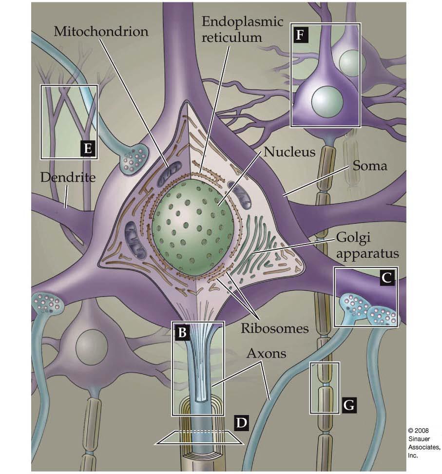 Figure 1.8 The major components of the soma of a typical neuron plus its proximal axon and dendrites amid a background of dendrites, somas, and axons of other neurons.