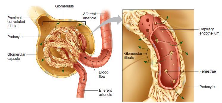 Thus, the NFP responsible for forming renal filtrate from plasma is 10 mm Hg: Glomerular Filtration Rate: The glomerular filtration rate or GFR is the volume of filtrate formed each