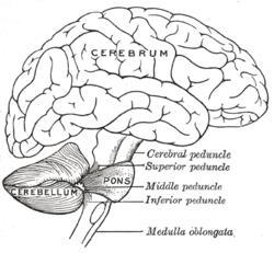Cerebellum The cerebellum gets inputs from motor and sensory cortex (via the pons) as well as from spinal cord and