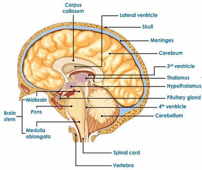 The Cerebrum the right and left cerebral hemispheres are linked by
