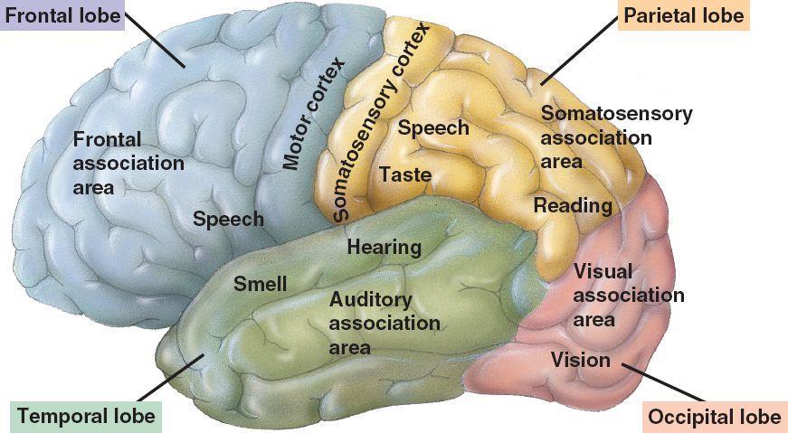 Frontal lobes integrate information and control critical thinking, memory, personality, and