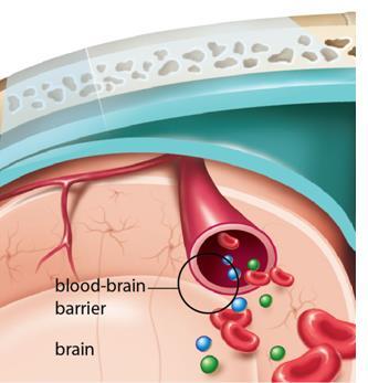 bloodbrain barrier to the cells of the brain also acts as a shock