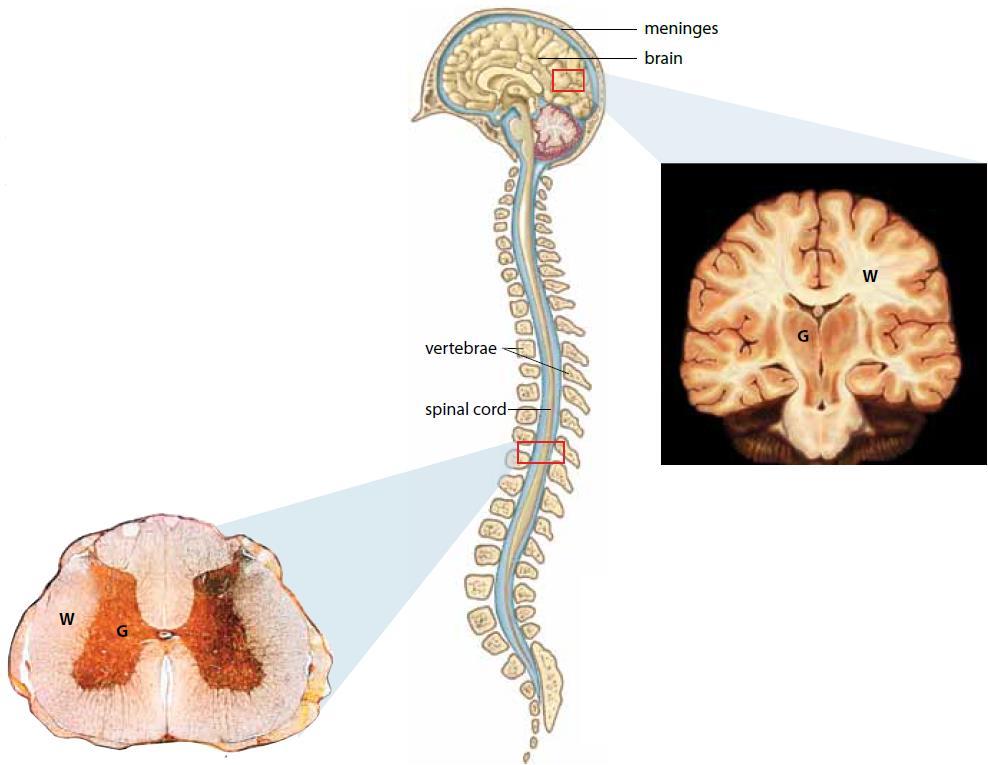 The Central Nervous System the structural and functional centre for