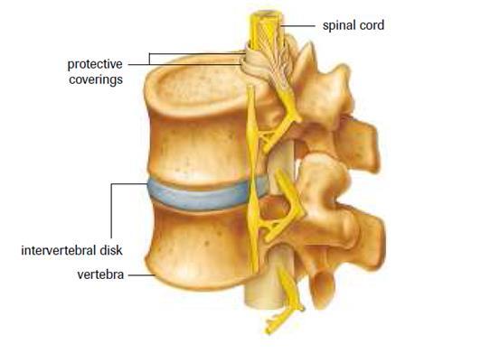 The Spinal Cord connects the brain to the rest of the body All of the peripheral nerves from the PNS connect to the spinal cord extends out of