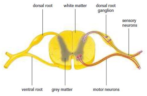 The Spinal Cord Sensory nerves send information towards the spinal cord through