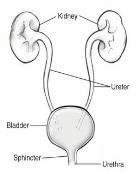 CHAPTER 14 Diseases of the Genitourinary System (N00-N99) 187 Stages of Chronic Kidney Disease CKD classification based on severity designated by stages 1-5 End stage renal disease (ESRD) is assigned